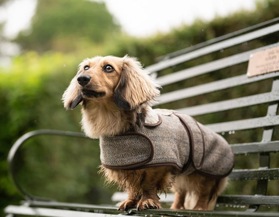 Dachshund Tweed Coat