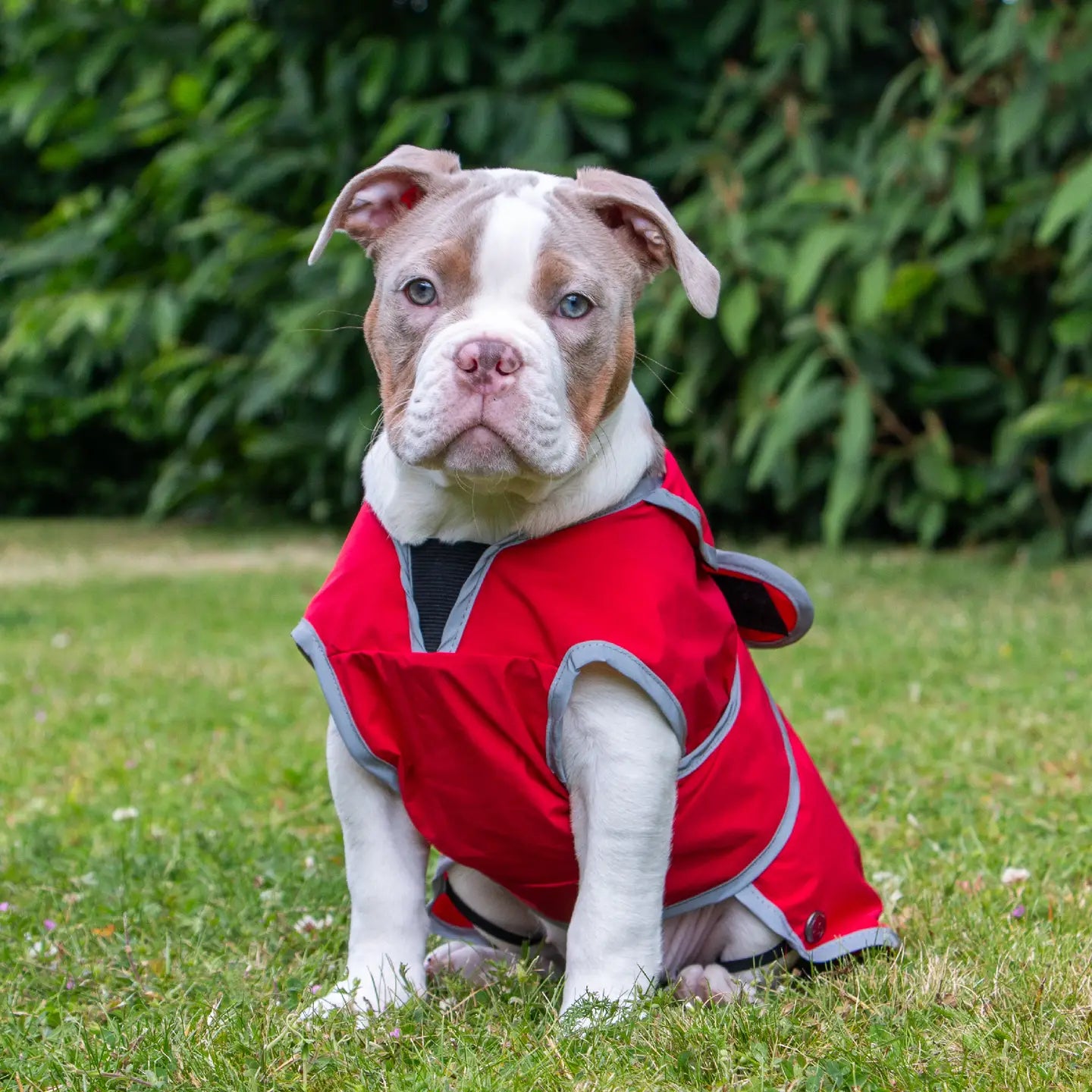 Ancol Stormguard Soft Shell Dog Coat
