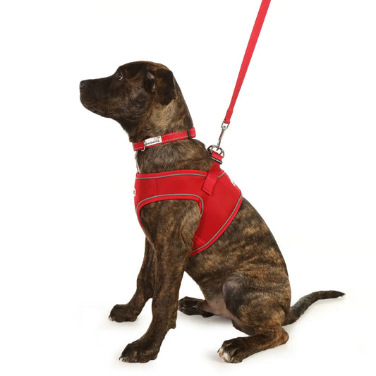 DoodleBone Snappy Dog Harness