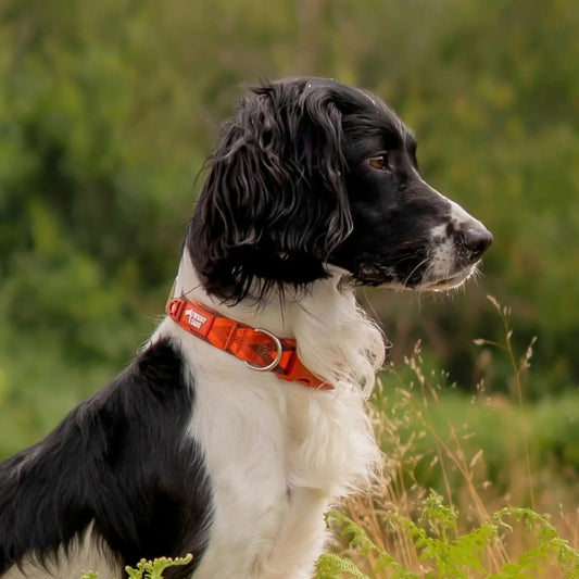 Twiggy Tags Comfort Collar - Dawn